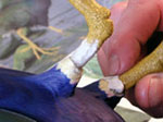 Legs and Feet of the Purple Gallinule